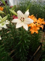 [4078 Pedara VH No01.JPG]